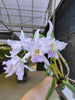 Cattleya Dominiana (1859) f. coerulea