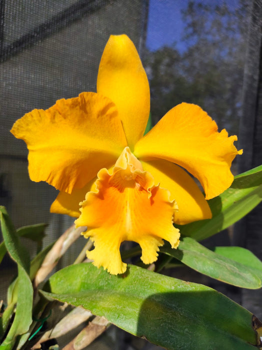 Rhyncholaeliocattleya Goldernell Burdekin x Haw Yuan Gold Golden Star