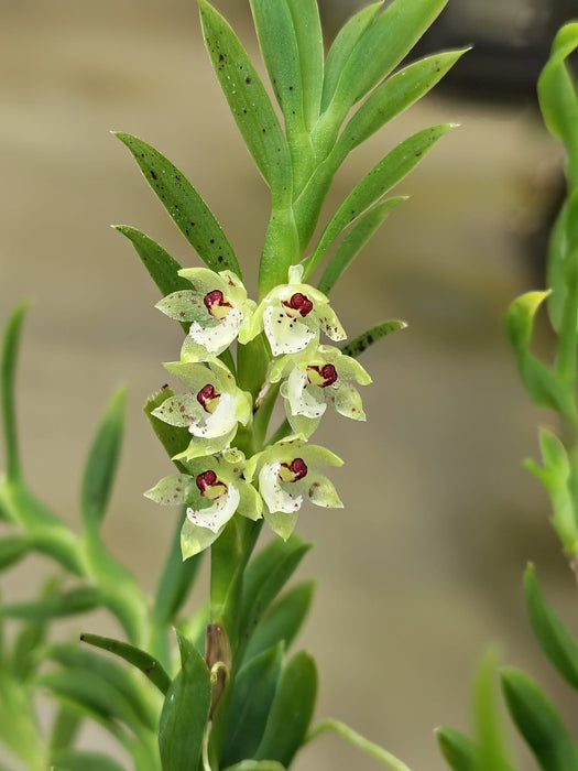 Dichaea ancoraelabia