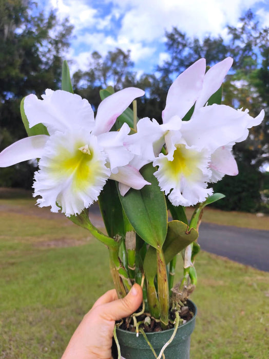 Brassolaeliocattleya Aristocrat x (Rhyncholaelia digbyana  x Blc. Pamela Hetherington)