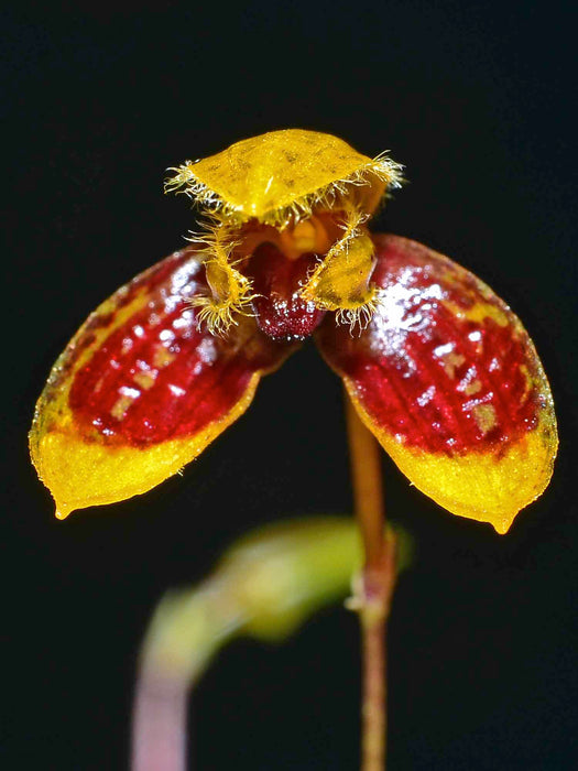 Bulbophyllum catenulatum