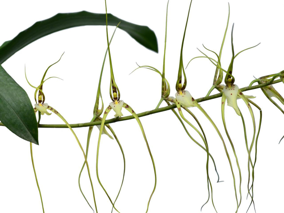 Brassia arcuigera