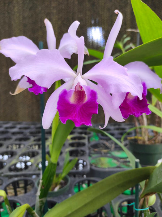 Cattleya Purpurata Dream