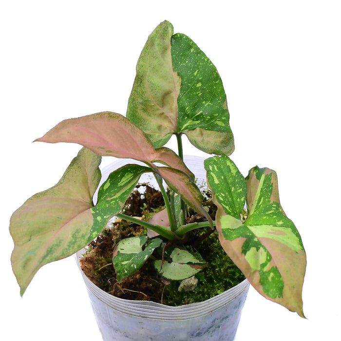Syngonium red spot tricolor (S)