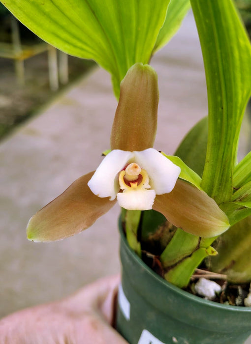 Lycaste xytriophora