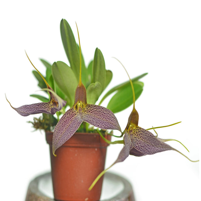 Masdevallia decumana