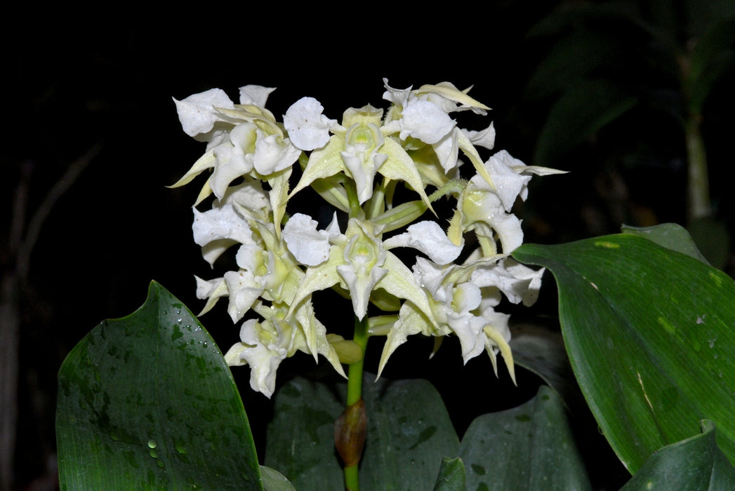 Dendrobium forbesii