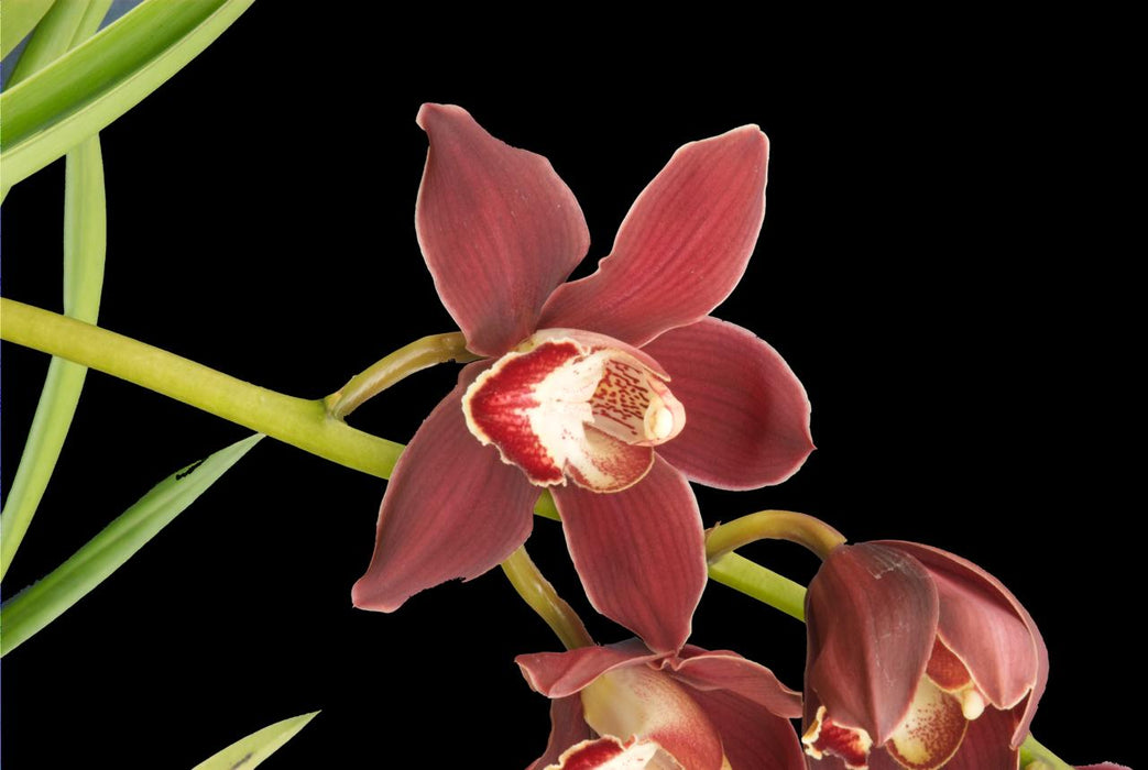 Cymbidium hybrid (KR 592)