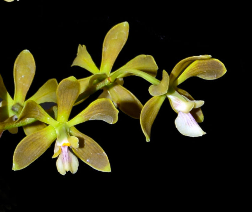 Encyclia patens