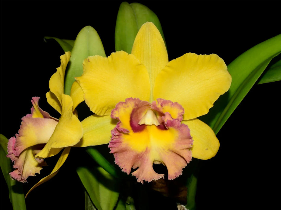 Rhyncholaeliocattleya Young Kong ' Sun 16'  M169