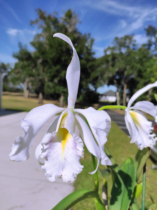 Cattleya maxima semi-alba violascens