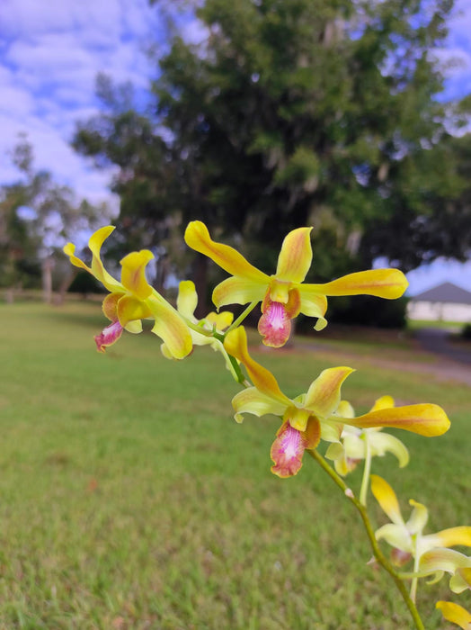 Dendrobium Boonchoo Gold 'Alex#2'