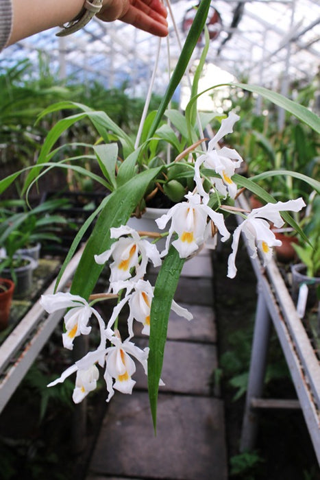 Coelogyne cristata