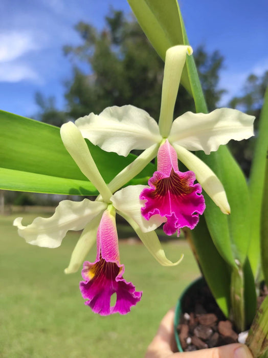 Cattleya Marilyn Lew