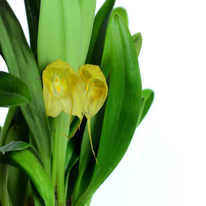 Masdevallia delhierroi