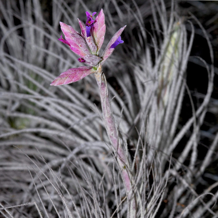 Tillandsia tectorum