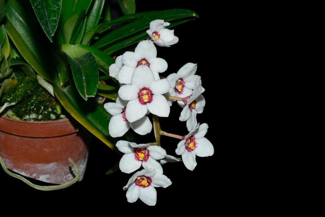 Sarcochilus hartmannii x 'Red Delicious'