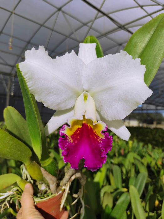 Rhyncholaeliocattleya Carioca Girl