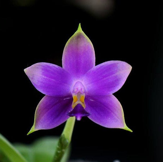 Phalaenopsis violacea indigo x sib