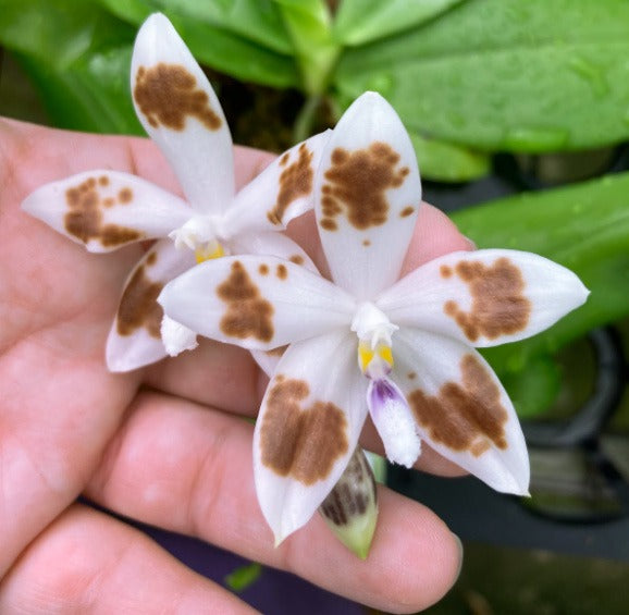 Phalaenopsis tetraspis 'Crown Of Thorns' stem prop