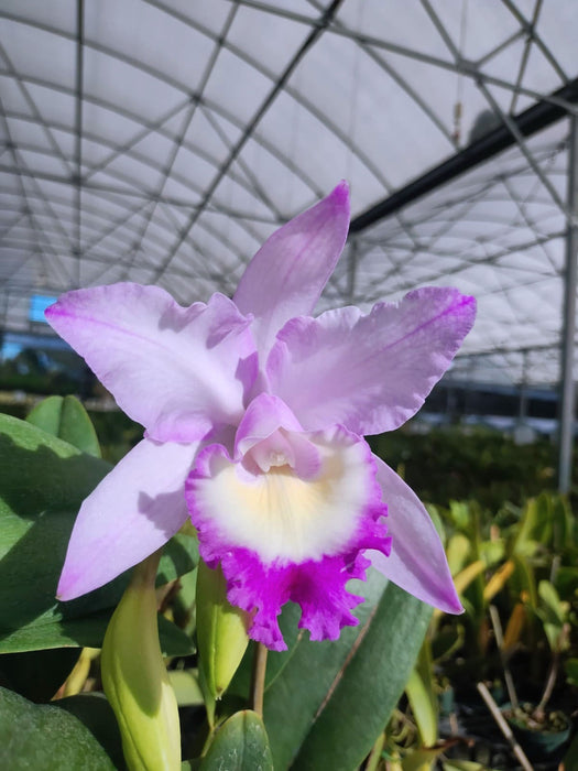 Cattleya intermedia hybrid 'Big Pink' x 'Aquini'