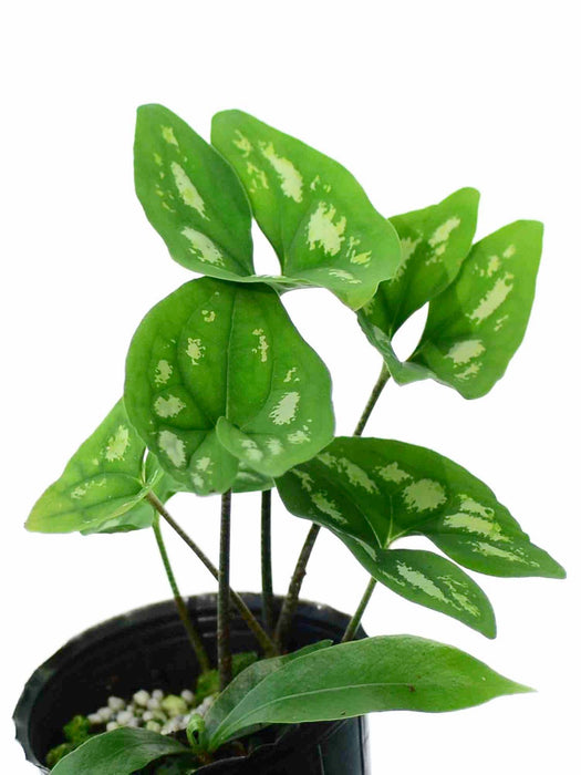 Ulearum donburnsii 'Silver Cloud'