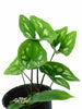 Ulearum donburnsii 'Silver Cloud'