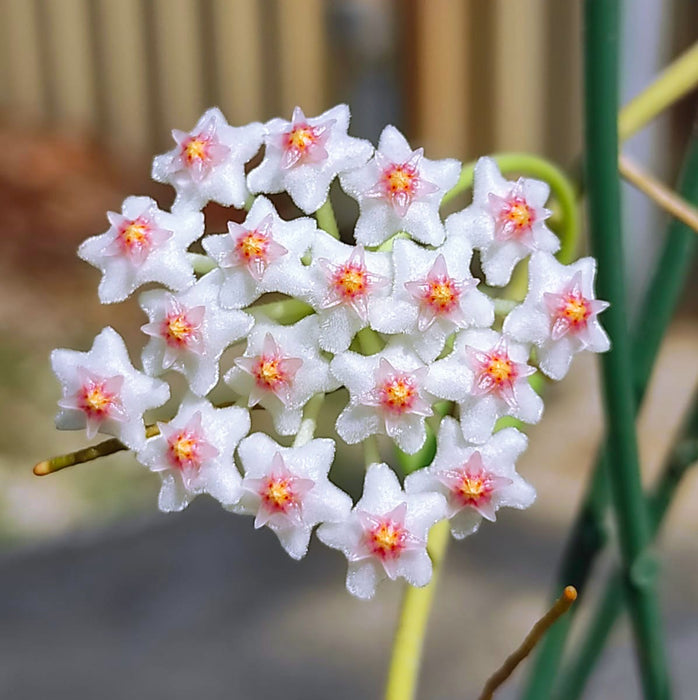 Hoya nummularioides