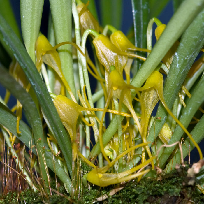 Masdevallia herradurae xanthina