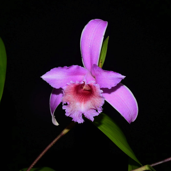 Sobralia  Deb Doersma