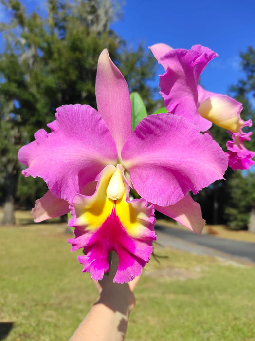 Brassolaeliocattleya Juliana Ec x Blc. Pink Empress