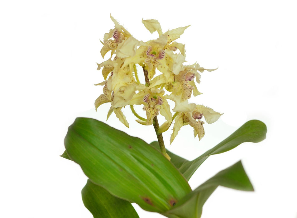 Dendrobium polysema var. pallidum