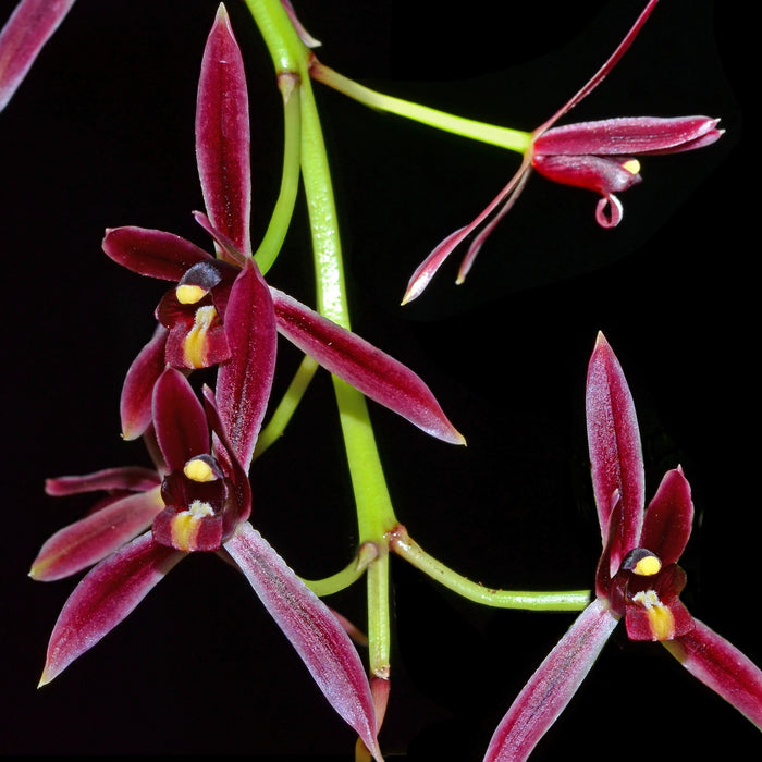 Cymbidium dayanum red