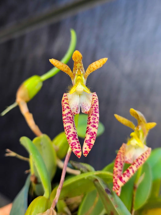 Bulbophyllum lasiochilum