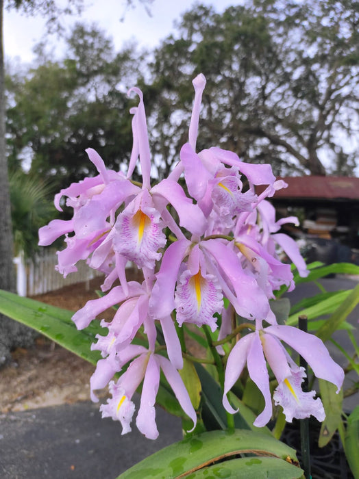 Cattleya maxima yellow lip 'Ingrid' x cod 8052