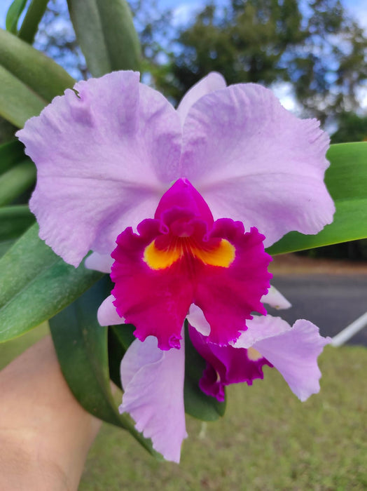 Rhyncholaeliocattleya Izumi Carol