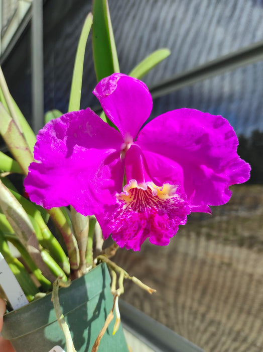 Cattleya lueddemanniana