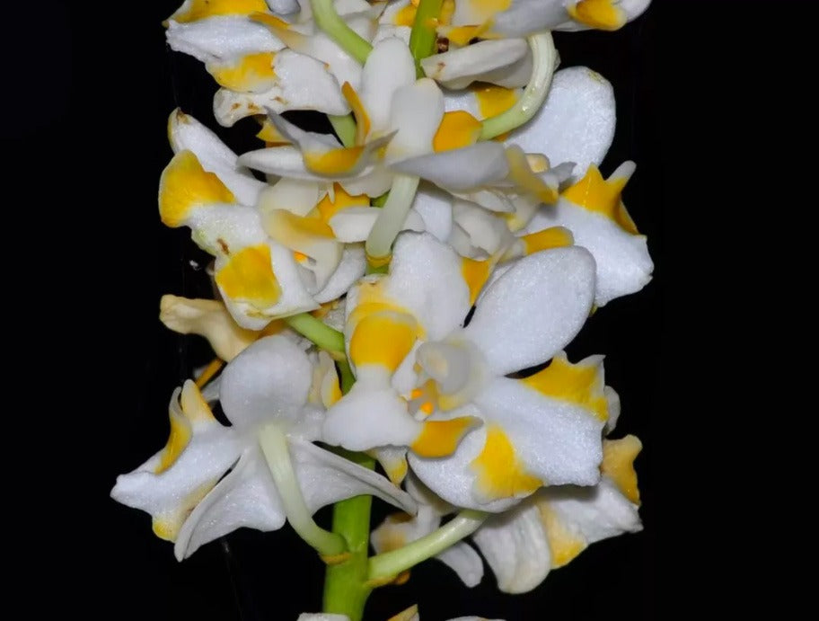 Phalaenopsis pulcherrima var. alba