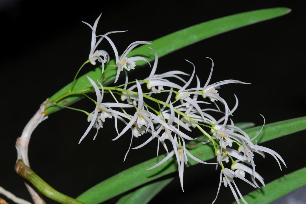 Dendrobium wassellii