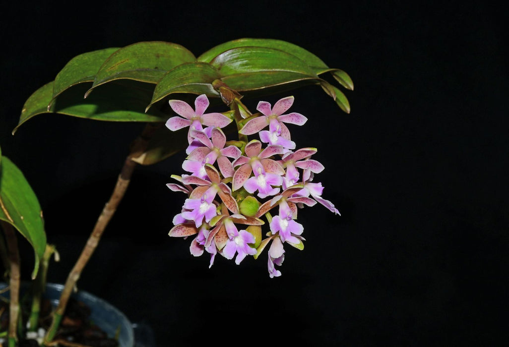 Epidendrum Pautenito