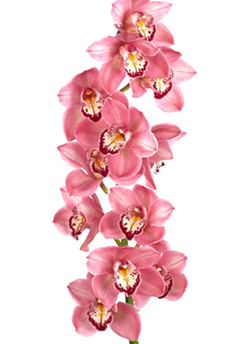 Cymbidium Jet Set 'Special Pink'