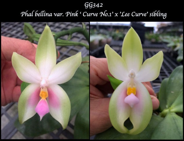 Phalaenopsis bellina pink 'Curve #1' x 'Lee Curve'