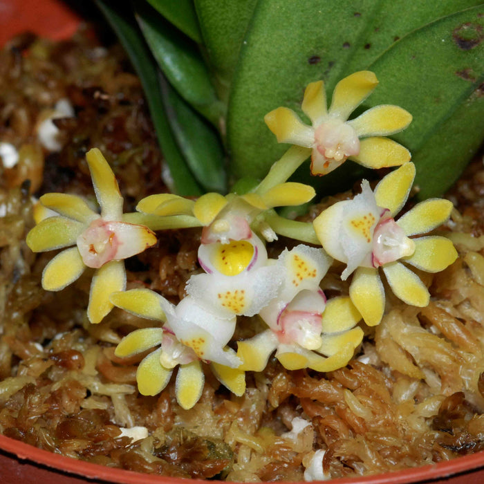 Gastrochilus japonicus