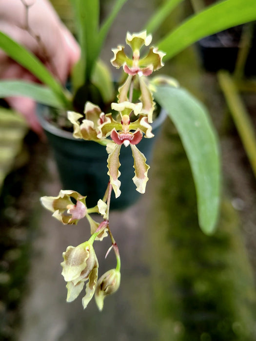 Oncidium peltiforme