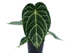 Anthurium Crystal Silver Blush