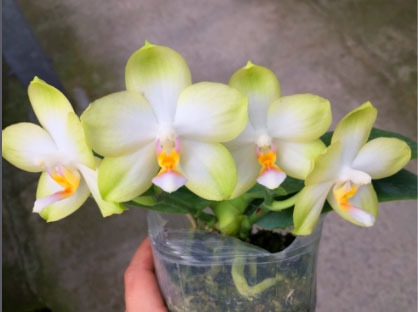 Phalaenopsis Sweet Memory 'Alba' stem prop