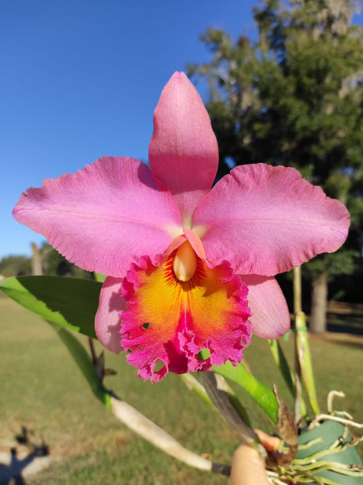 Rhyncholaeliocattleya Pumapungo