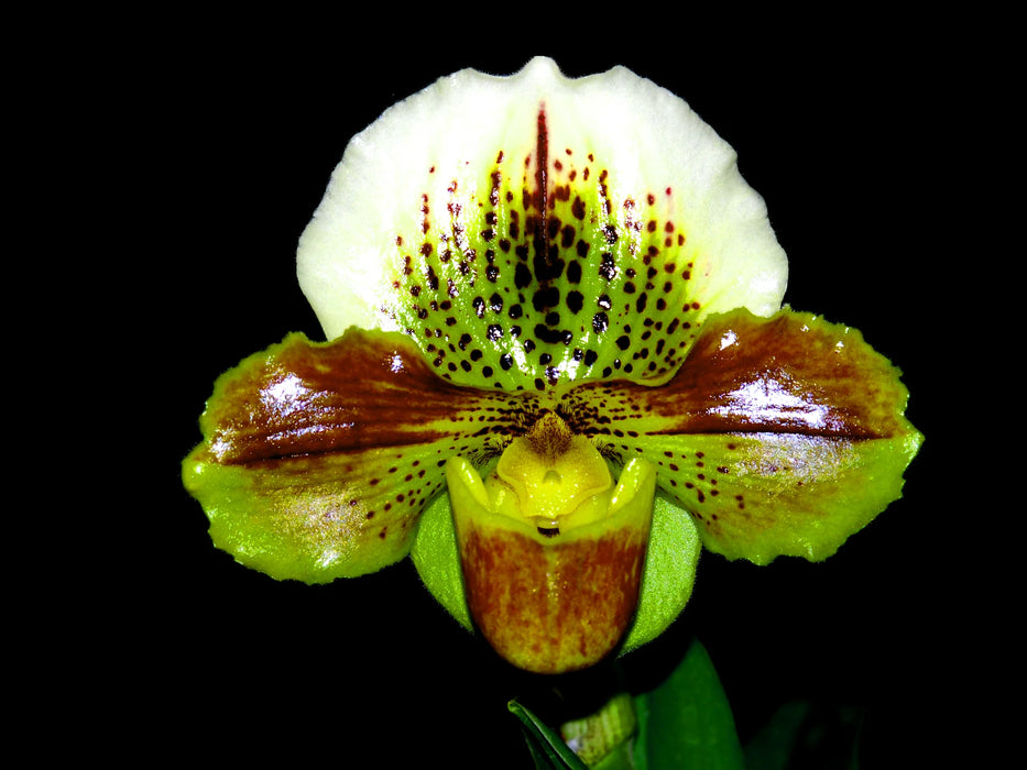 Paphiopedilum In-Charm Circle x Enzan Rose Crown