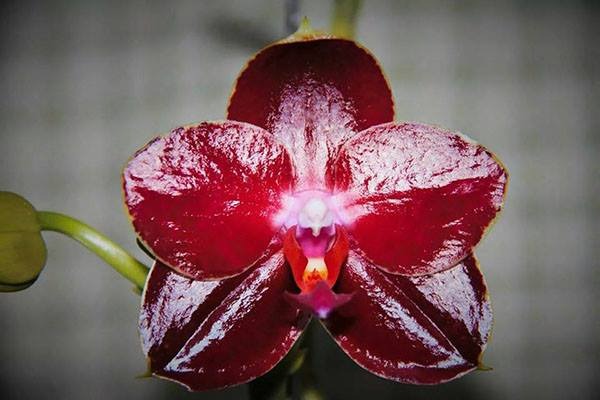 Phalaenopsis AL Sun Hannover 'Red'