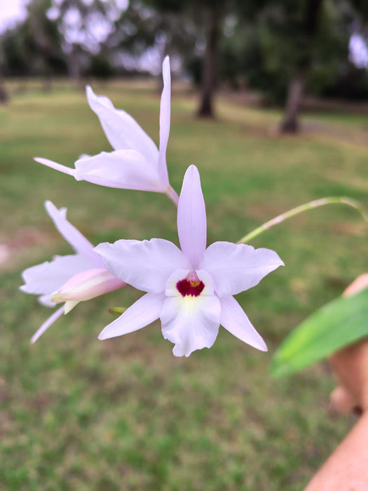 Laelia rubescens